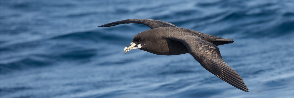 white chinned petrel